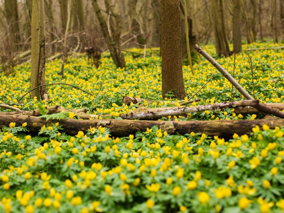 balansgegevens-stichting-nollebos